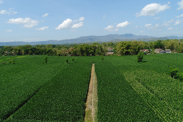 Centre de collecte de produits agricoles